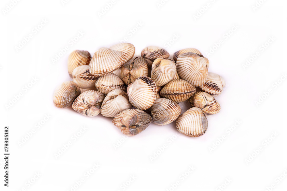 Cuore edule Cardium tuberculatum Cuore edule Cardium tuberculatum
