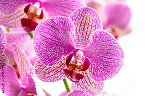 Purple Striped orchid