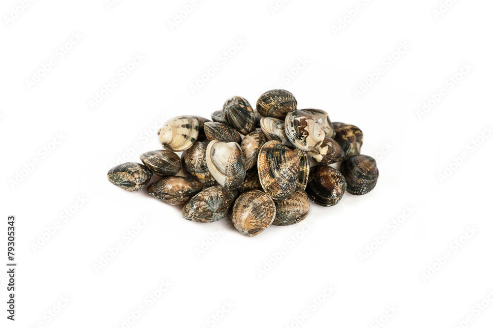 Vongole fresche in fondo bianco Vongole fresche in fondo bianco