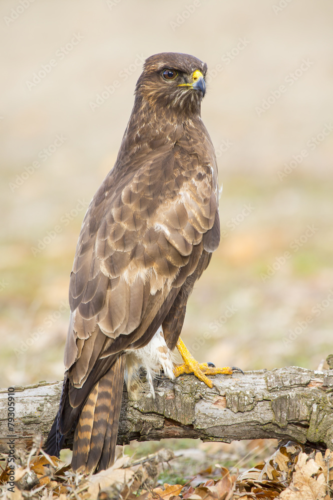 Common buzzard (Buteo buteo) in its branch