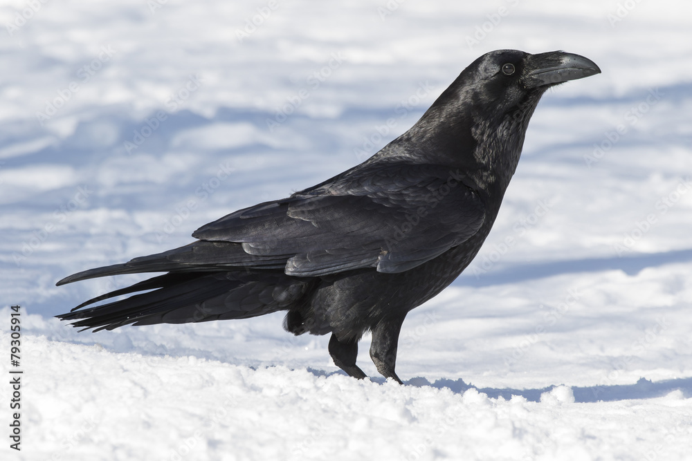 Common Raven (Corvus corax ) perched in snow