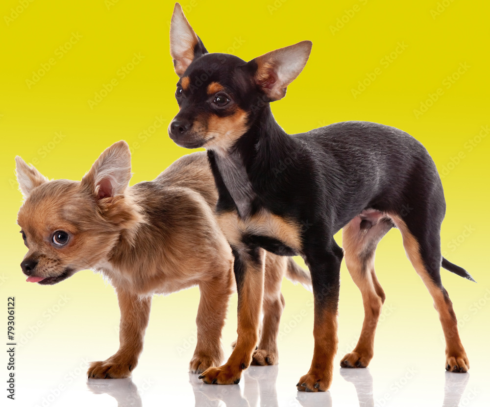 adorable Chihuahua puppy on Yellow background adorable Chihuahua puppy on Yellow background