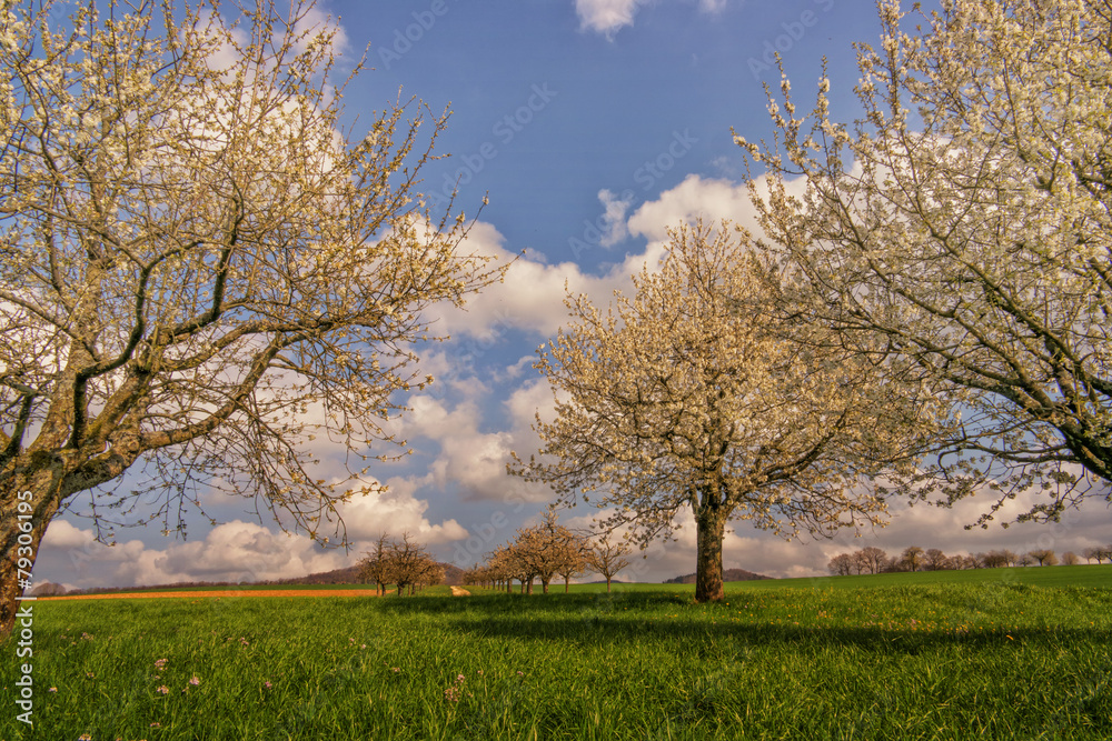 Obraz premium Kirschblüten