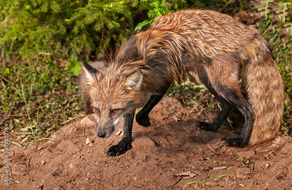 Red Fox Vixen (Vulpes vulpes) Stands Alert at Den Red Fox Vixen (Vulpes vulpes) Stands Alert at Den