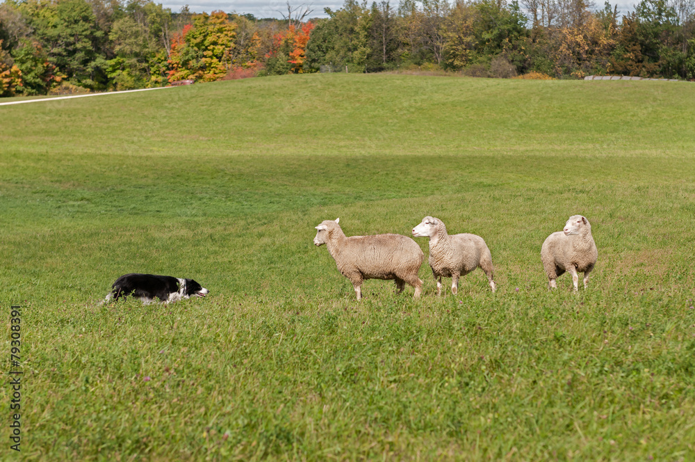 Fototapeta premium Stock Dog and Sheep (Ovis aries) Standoff