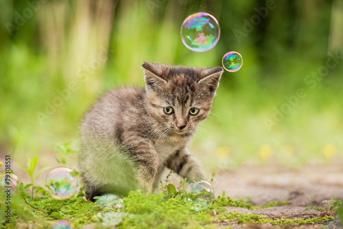 Little tabby kitten and soap bubbles