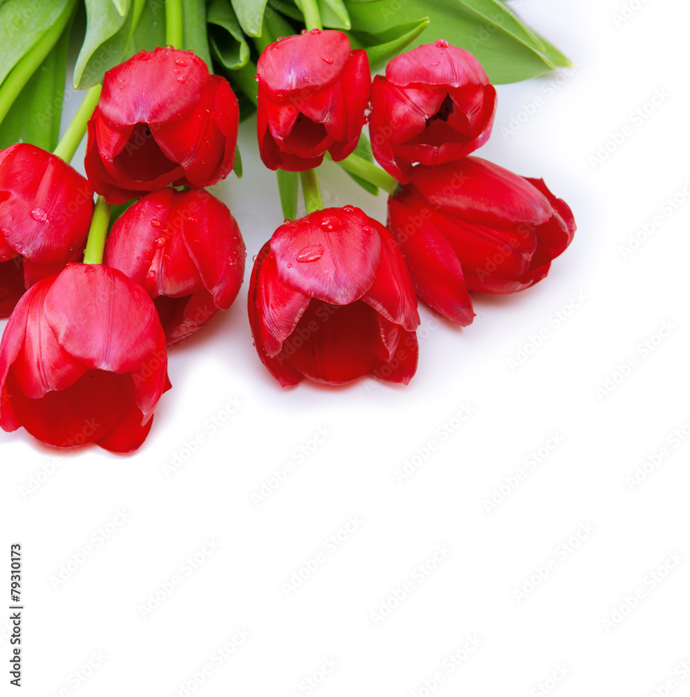 Red tulips background. Red tulips background.
