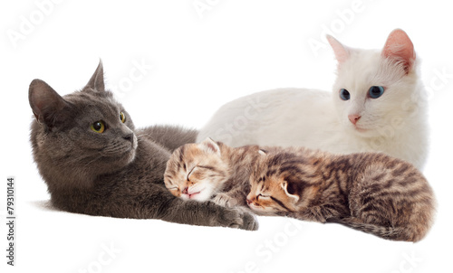 Fototapeta Naklejka Na Ścianę i Meble -  cat and kittens