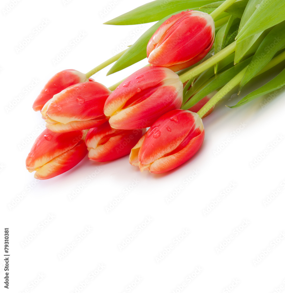 Naklejka premium Red tulips background.