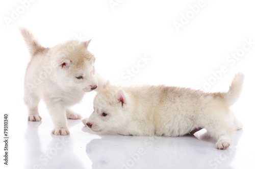 Two siberian husky puppies playing on white background