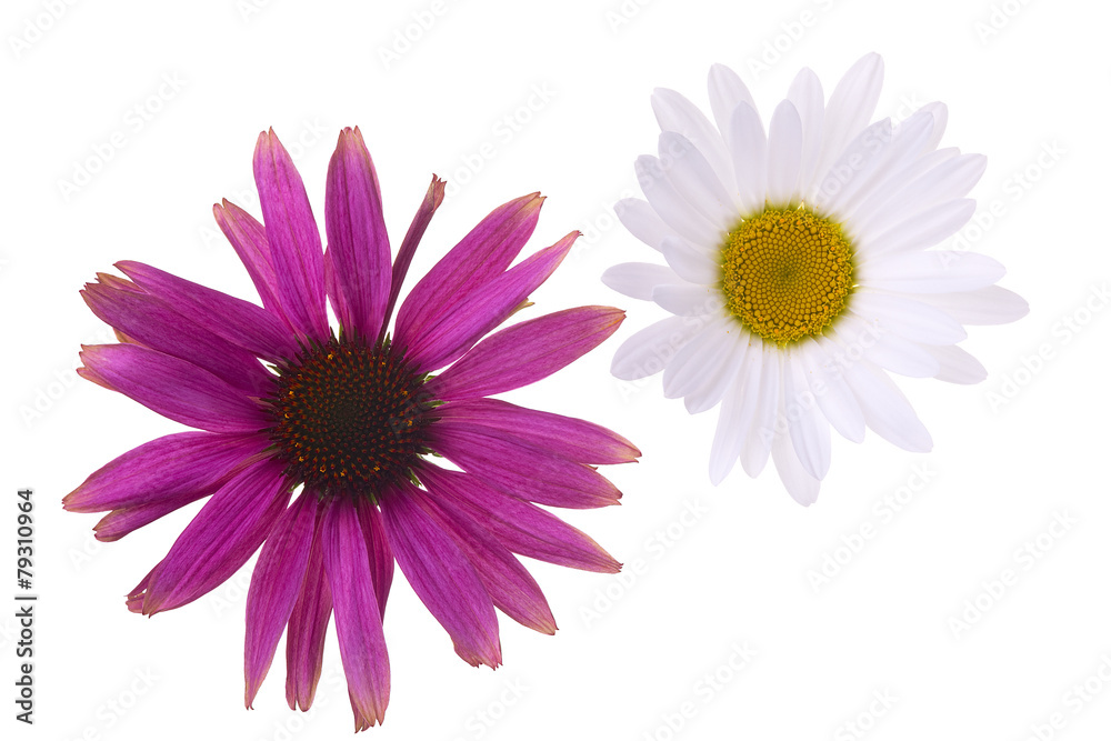 Coneflower and daisy flowers