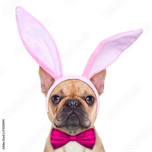bunny easter ears dog