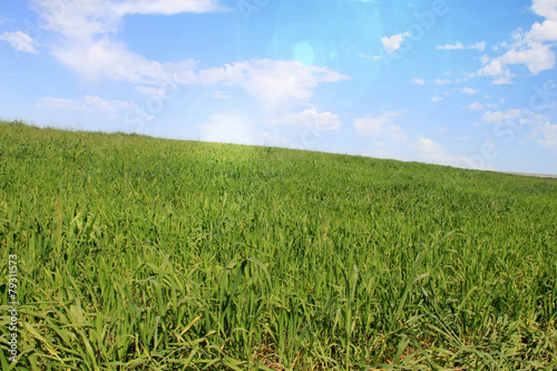 Field of green grass and bright sunset