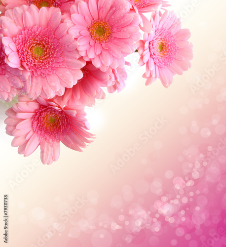 Pink Gerber  flowers .