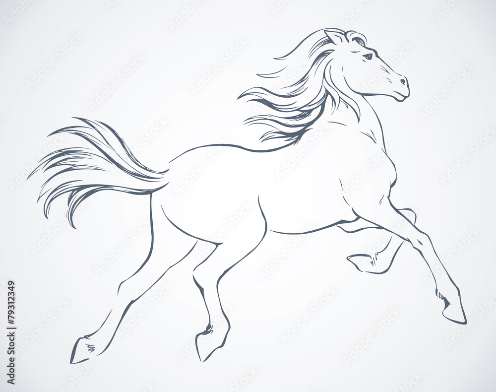 Prancing horse. Vector drawing