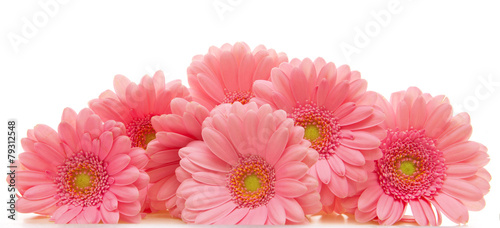 Pink Gerber  flowers  isolated on white.