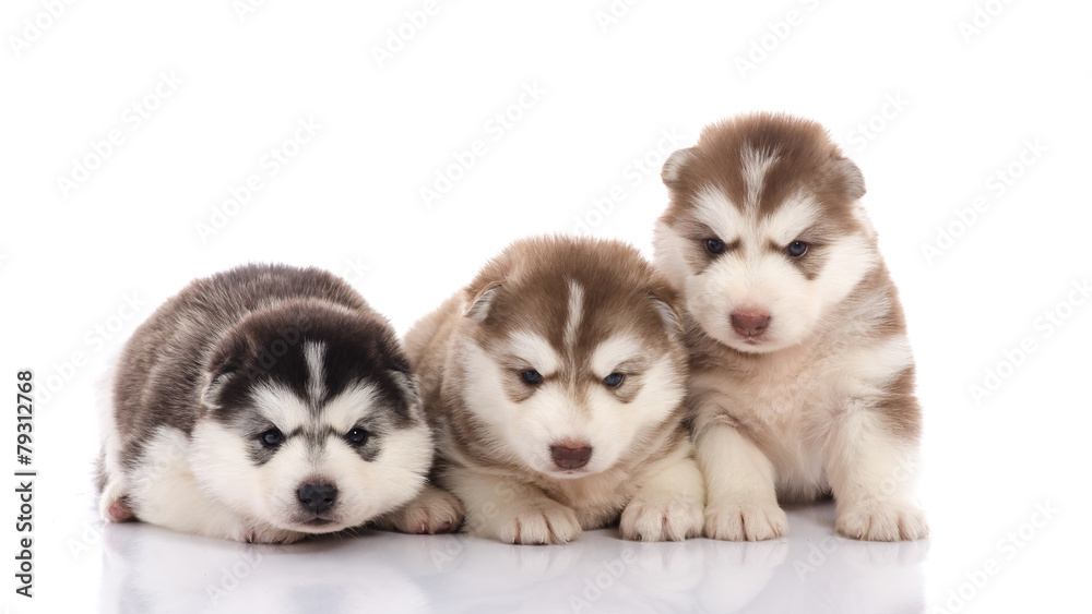 Three siberian husky puppies
