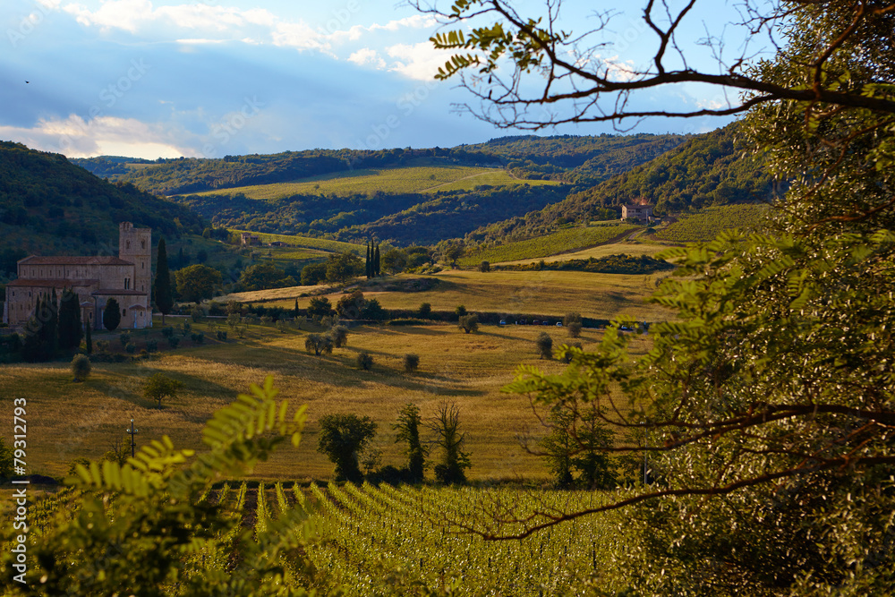 Obraz premium Tuscany vineyards in fall