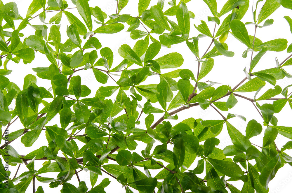 Close up green leaves on white background