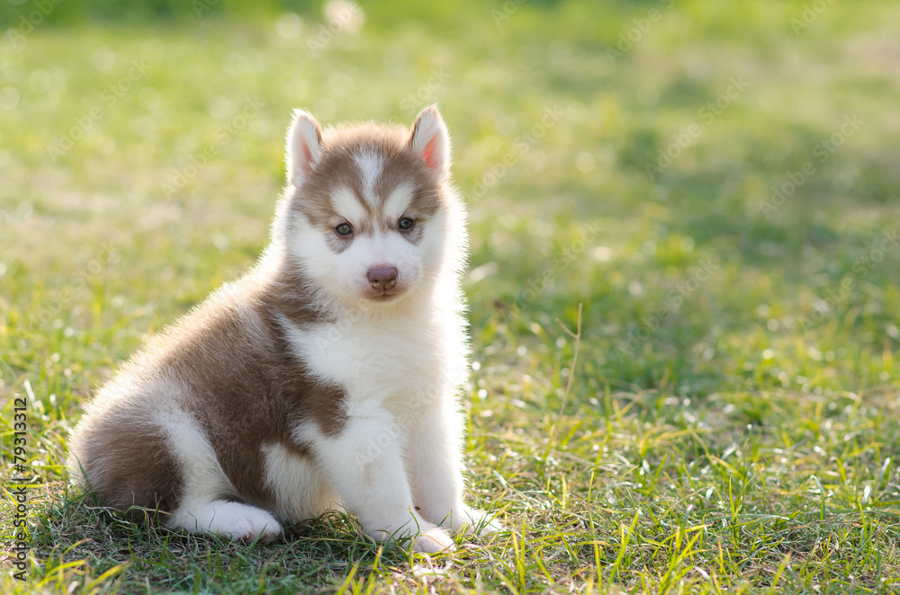 Fototapeta premium Cute siberian husky puppy on green grass