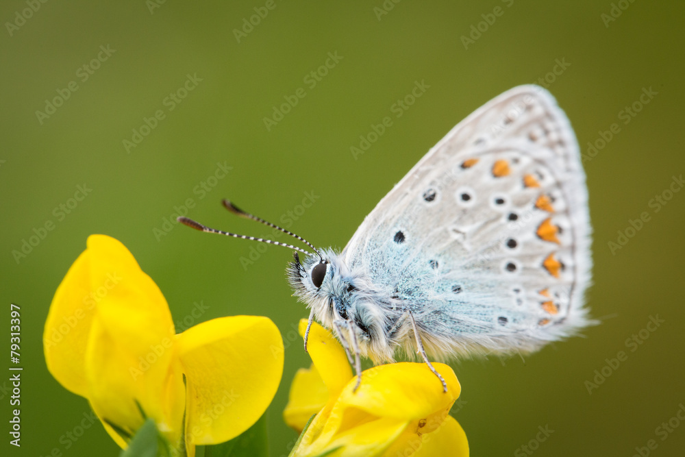 Obraz premium Bläuling