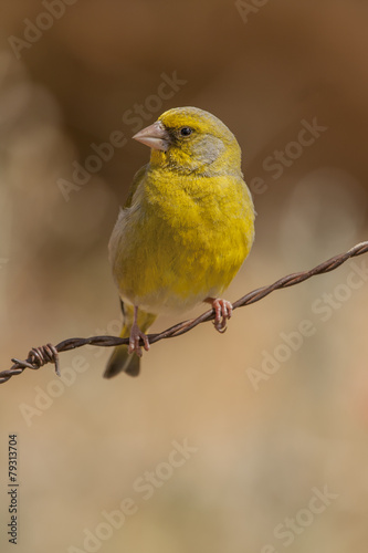 European Greenfinch ( Carduelis chloris ) perched on a wire