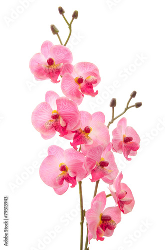 Close up of beautiful orchid isolated on white background