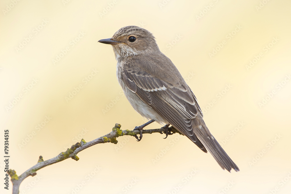 gray flycatcher, ( Muscicapa striata ) in winter plumage gray flycatcher, ( Muscicapa striata ) in winter plumage