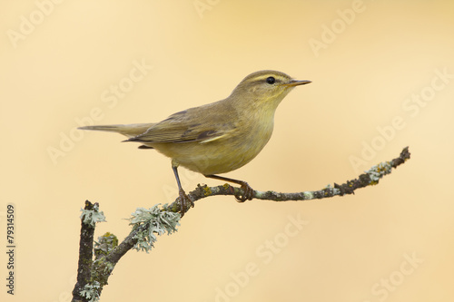 Warbler, (Phylloscopus trochilus), perched on a branch on a yell