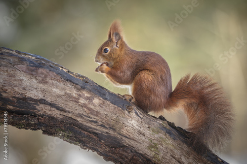 Red squirrel in forest