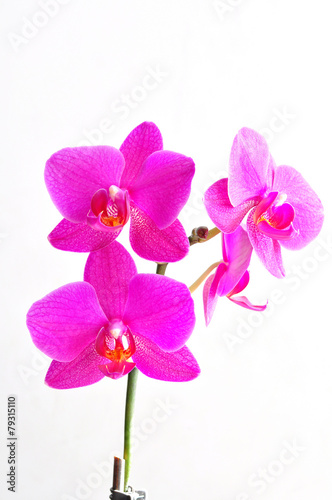 pink flowers orchid on white background