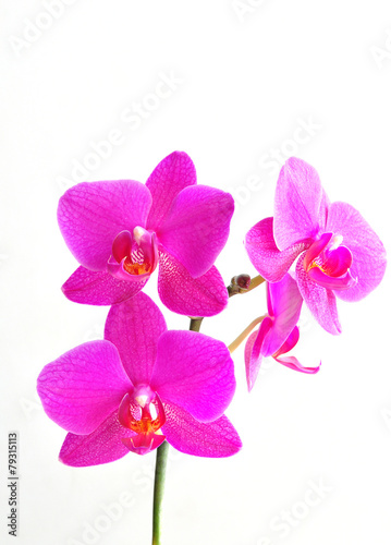 pink flowers orchid on white background