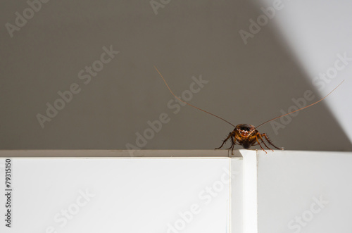 Close up a cockroach on white cupboard