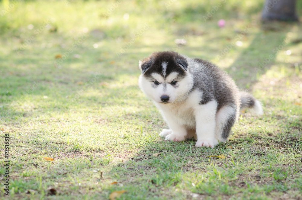 Cute siberian husky puppy pooping on green grass