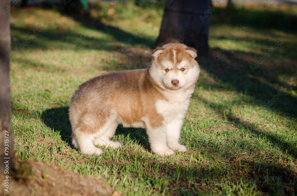 Cute little siberian husky puppy standing Cute little siberian husky puppy standing