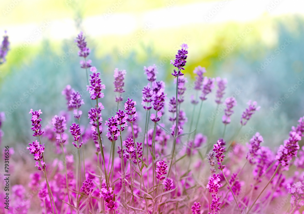 Obraz premium Beautiful lavender flowers