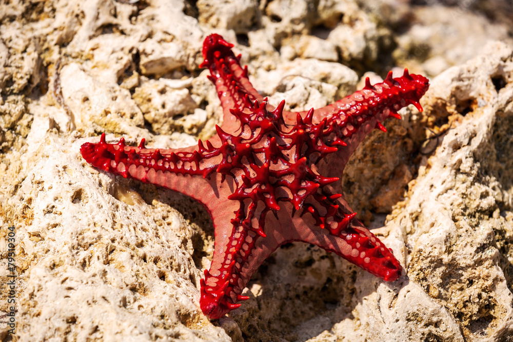 Ocean, starfish, stone, sea animals, sand, sun, Kenya, Mombasa Stock Photo  | Adobe Stock