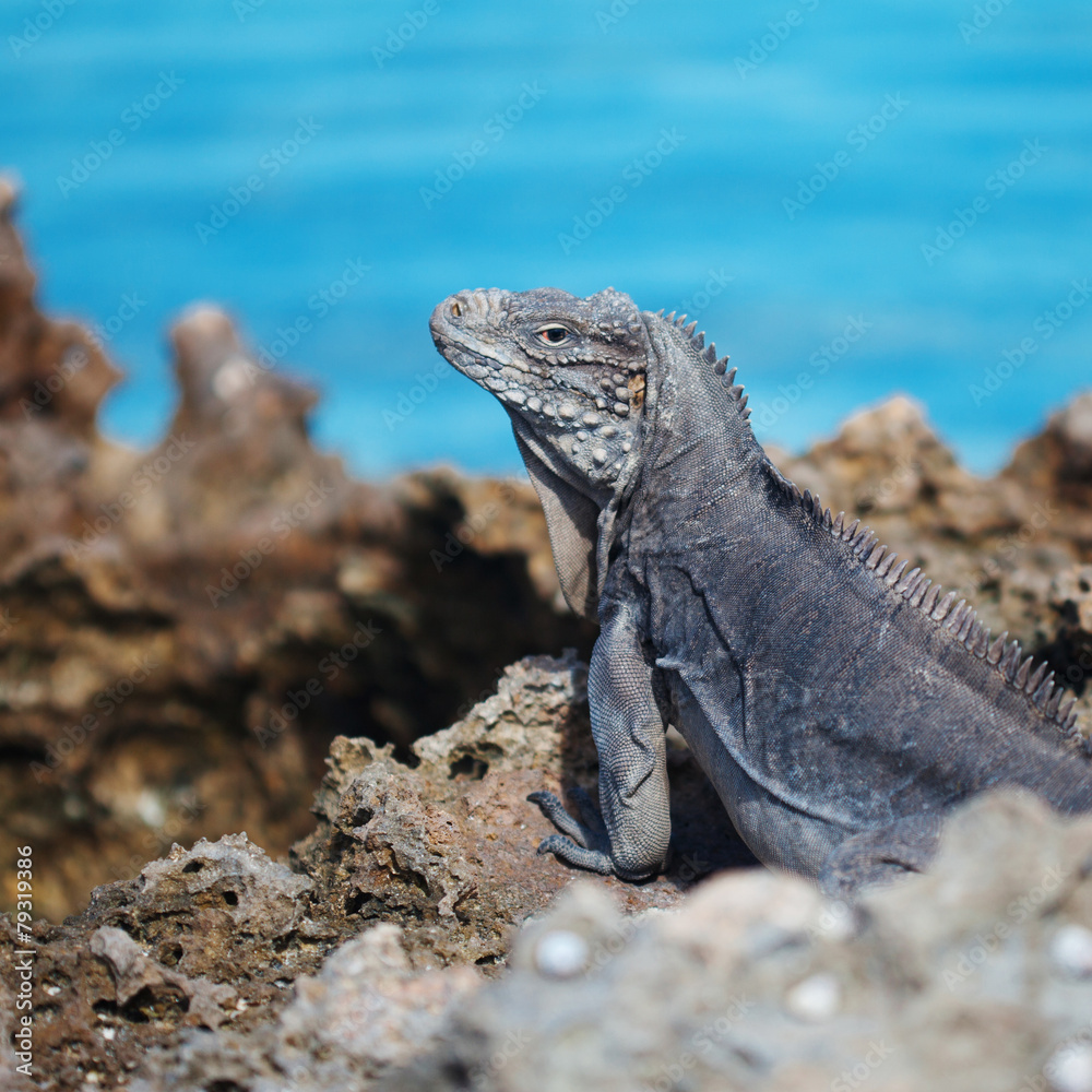 Fototapeta premium Marine iguana