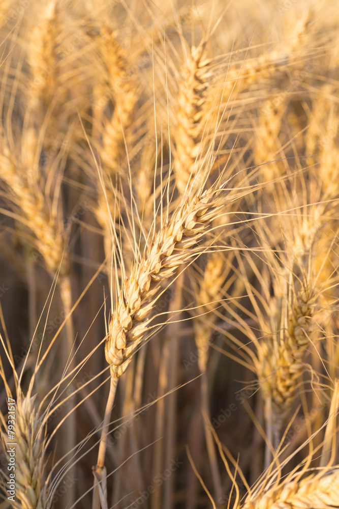 Obraz premium gold ears of wheat under sky