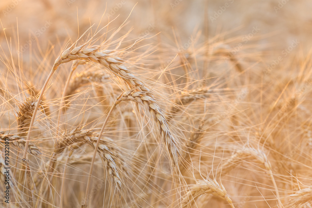 gold ears of wheat under sky gold ears of wheat under sky