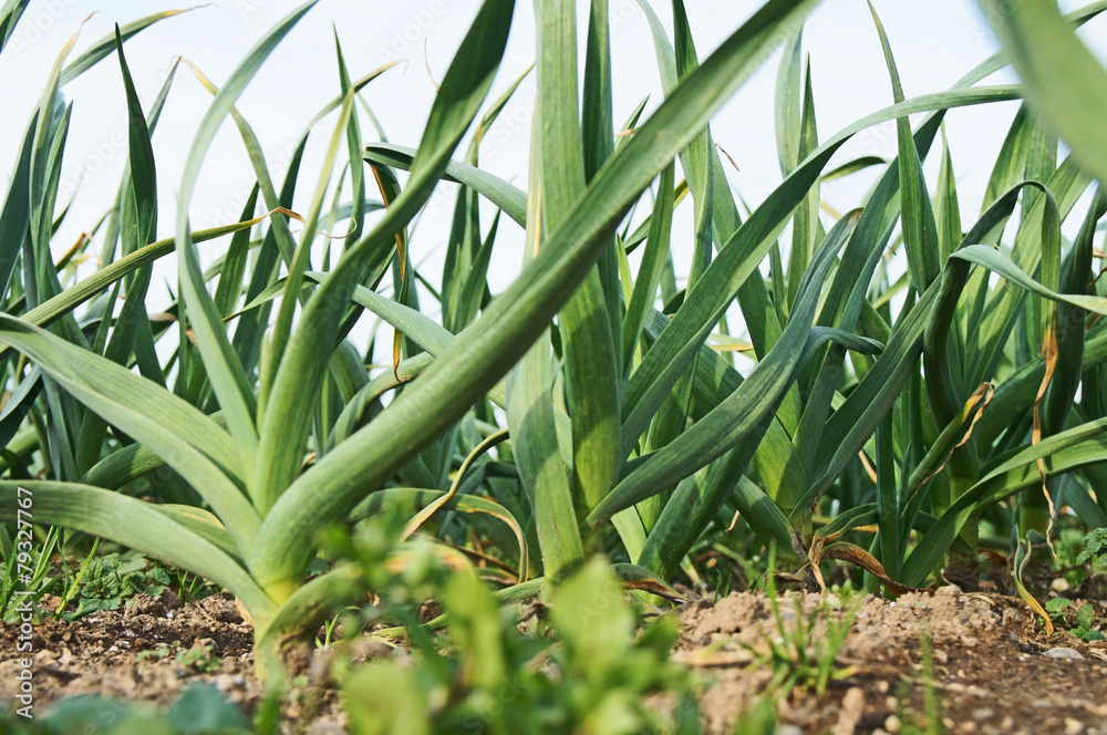 Obraz premium ニンニクの葉