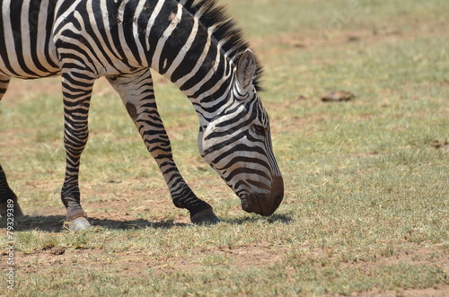 zebra photo