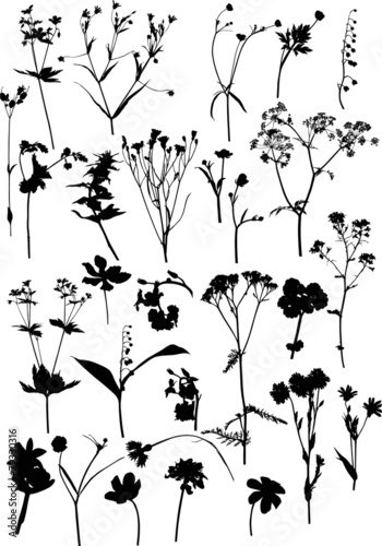 twenty eight black wild flowers collection