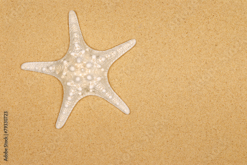 One single spiny starfish or star fish on beach sand background photo