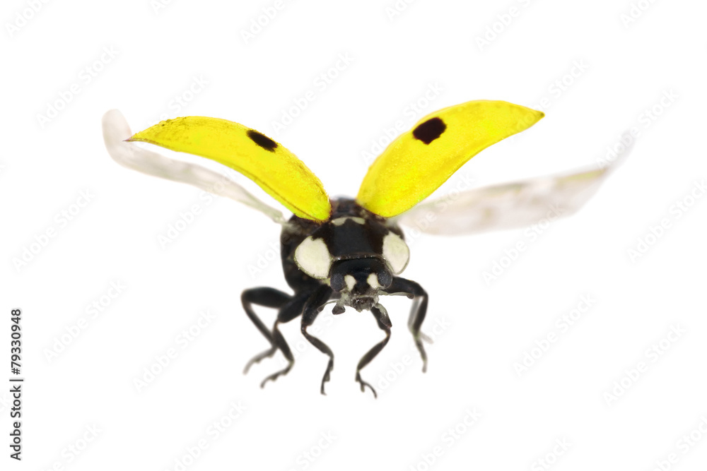 isolated flying yellow ladybug isolated flying yellow ladybug