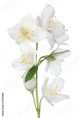 isolated beautiful jasmine seven flowers