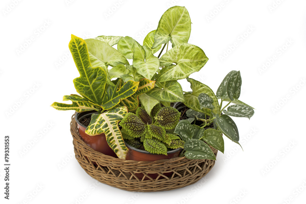 Syngonium croton and other potted plants Syngonium croton and other potted plants