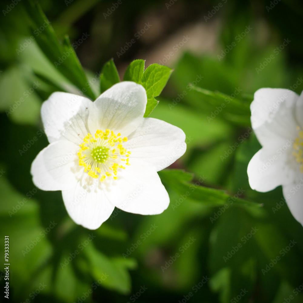 Obraz premium flowers