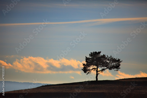 sunset tree