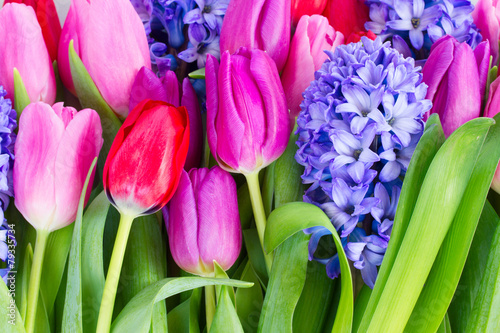 blue hyacinth and  tulips
